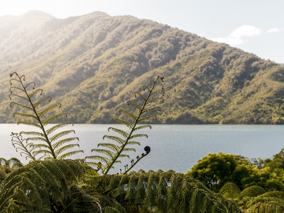 Beautiful native bush is found along the coastline of the Marlborough Sounds and throughout Punga Cove in New Zealand's top of the South Island