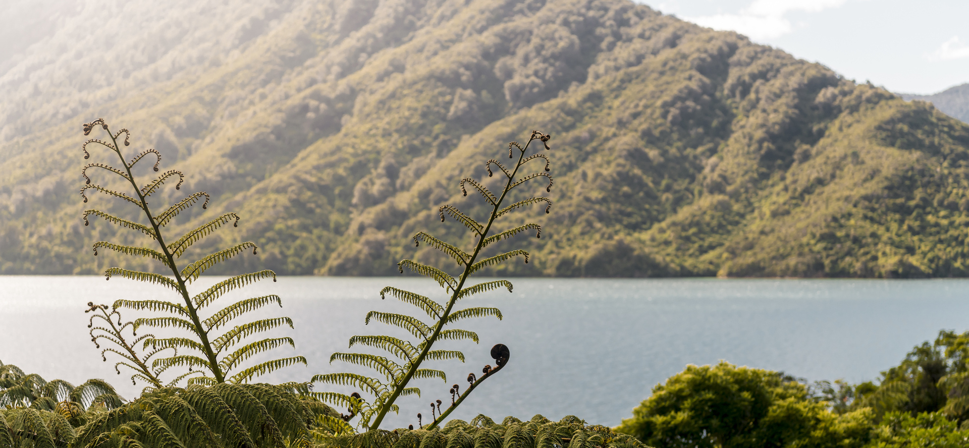 Beautiful native bush is found along the coastline of the Marlborough Sounds and throughout Punga Cove in New Zealand's top of the South Island