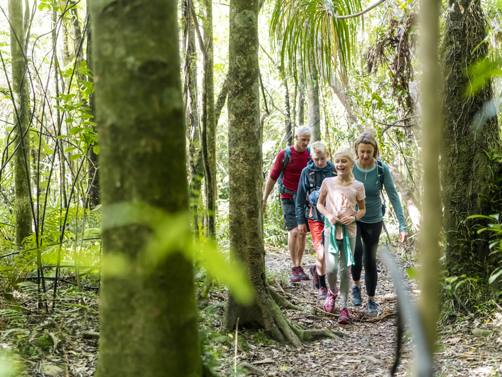 Four people walk through native bush on the northern Queen Charlotte Track in the Marlborough Sounds, New Zealand.