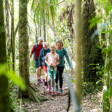 Four people walk through native bush on the northern Queen Charlotte Track in the Marlborough Sounds, New Zealand.