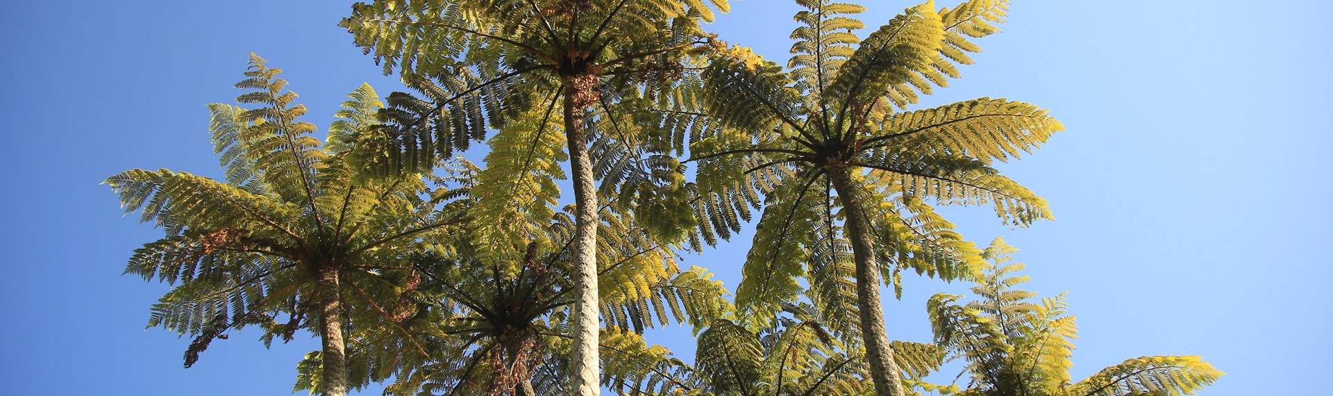 A cluster of native New Zealand tree ferns in the Marlborough Sounds, New Zealand.