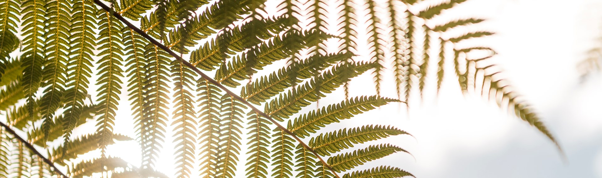 Native fern frond in the sun, Marlborough Sounds, New Zealand