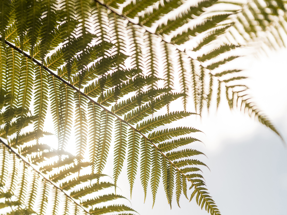 Native fern frond in the sun, Marlborough Sounds, New Zealand