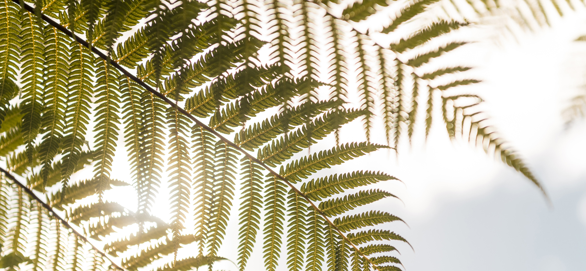 Native fern frond in the sun, Marlborough Sounds, New Zealand