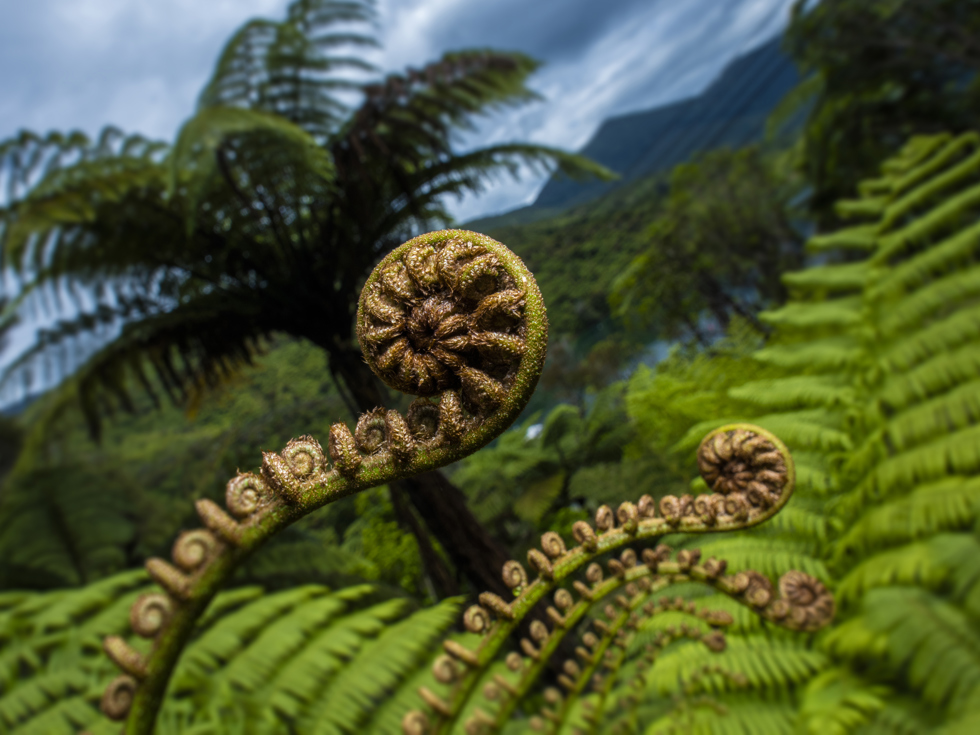 You can find native Punga ferns and their koru in the surrounding forest throughout Punga Cove in the Marlborough Sounds in New Zealand's top of the South Island