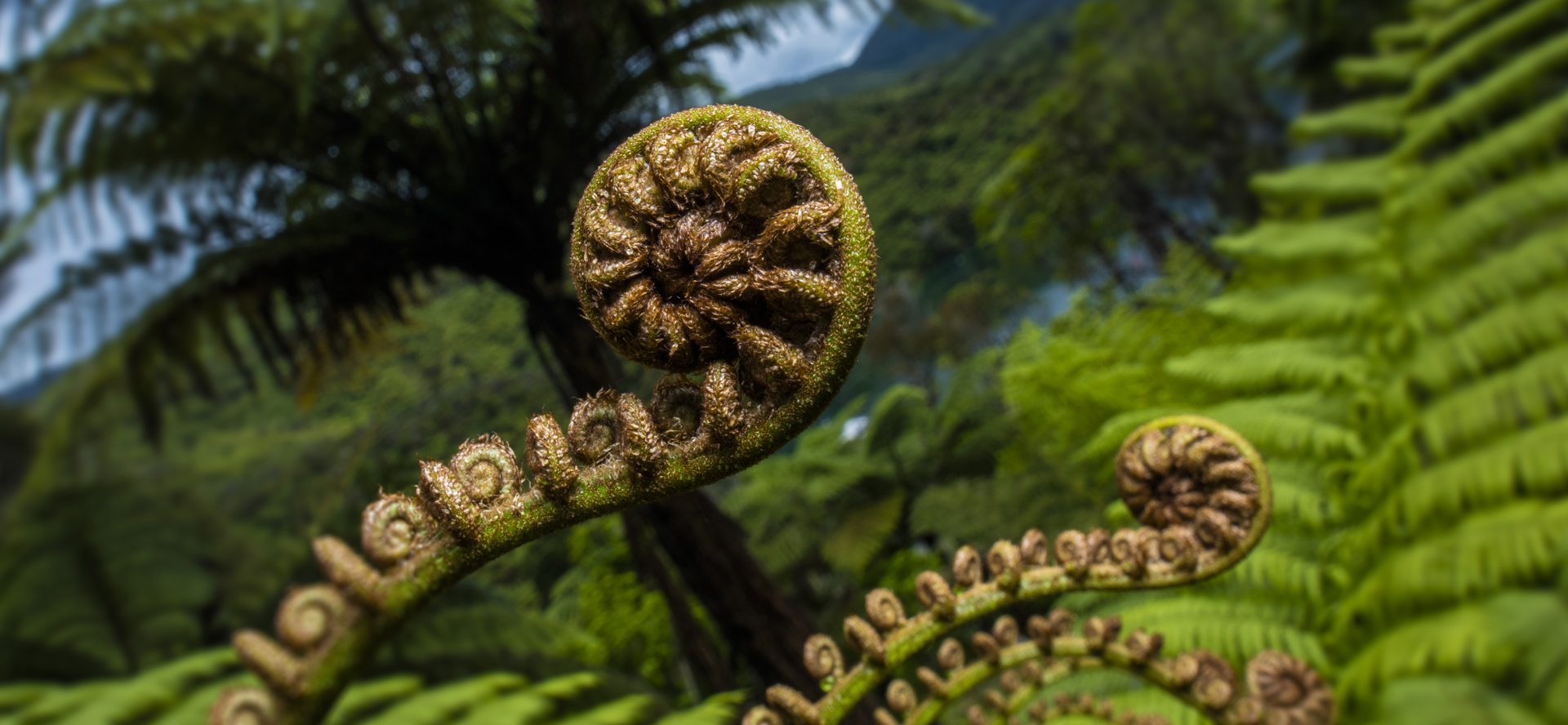 You can find native Punga ferns and their koru in the surrounding forest throughout Punga Cove in the Marlborough Sounds in New Zealand's top of the South Island