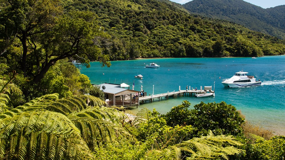 A hillside view through native tree ferns shows a Cougar Line boat arriving at the Punga Cove jetty in the Marlborough Sounds, New Zealand.