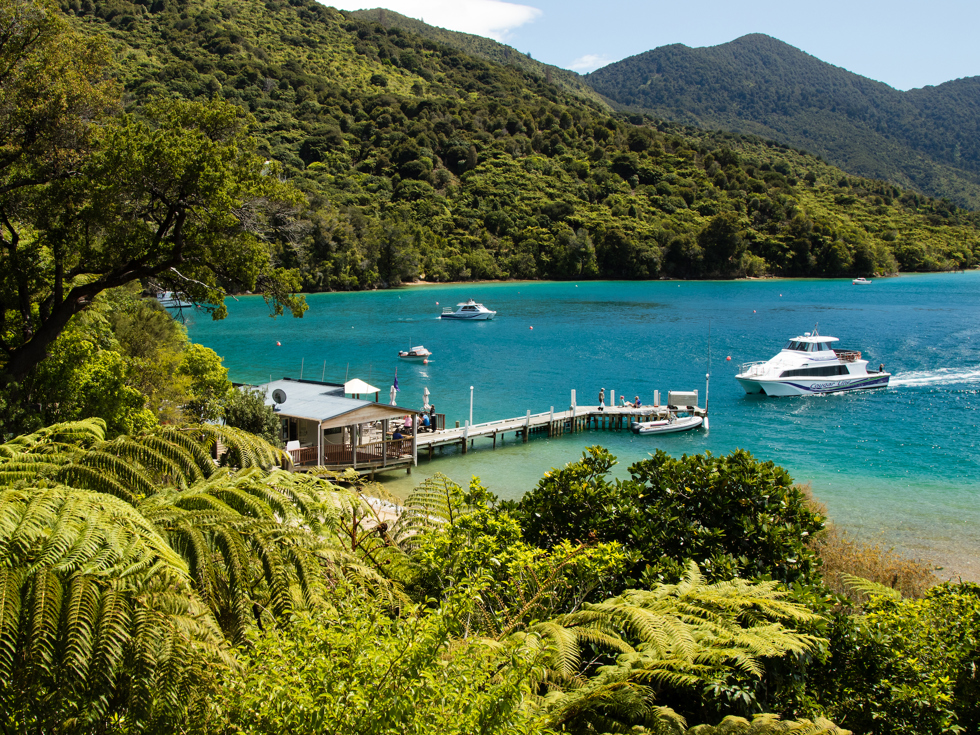 A hillside view through native tree ferns shows a Cougar Line boat arriving at the Punga Cove jetty in the Marlborough Sounds, New Zealand.