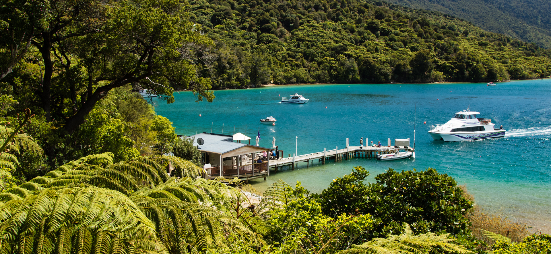 A hillside view through native tree ferns shows a Cougar Line boat arriving at the Punga Cove jetty in the Marlborough Sounds, New Zealand.