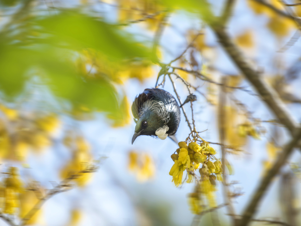 A native tui bird sits in a blooming yellow kōwhai tree in the Marlborough Sounds, New Zealand