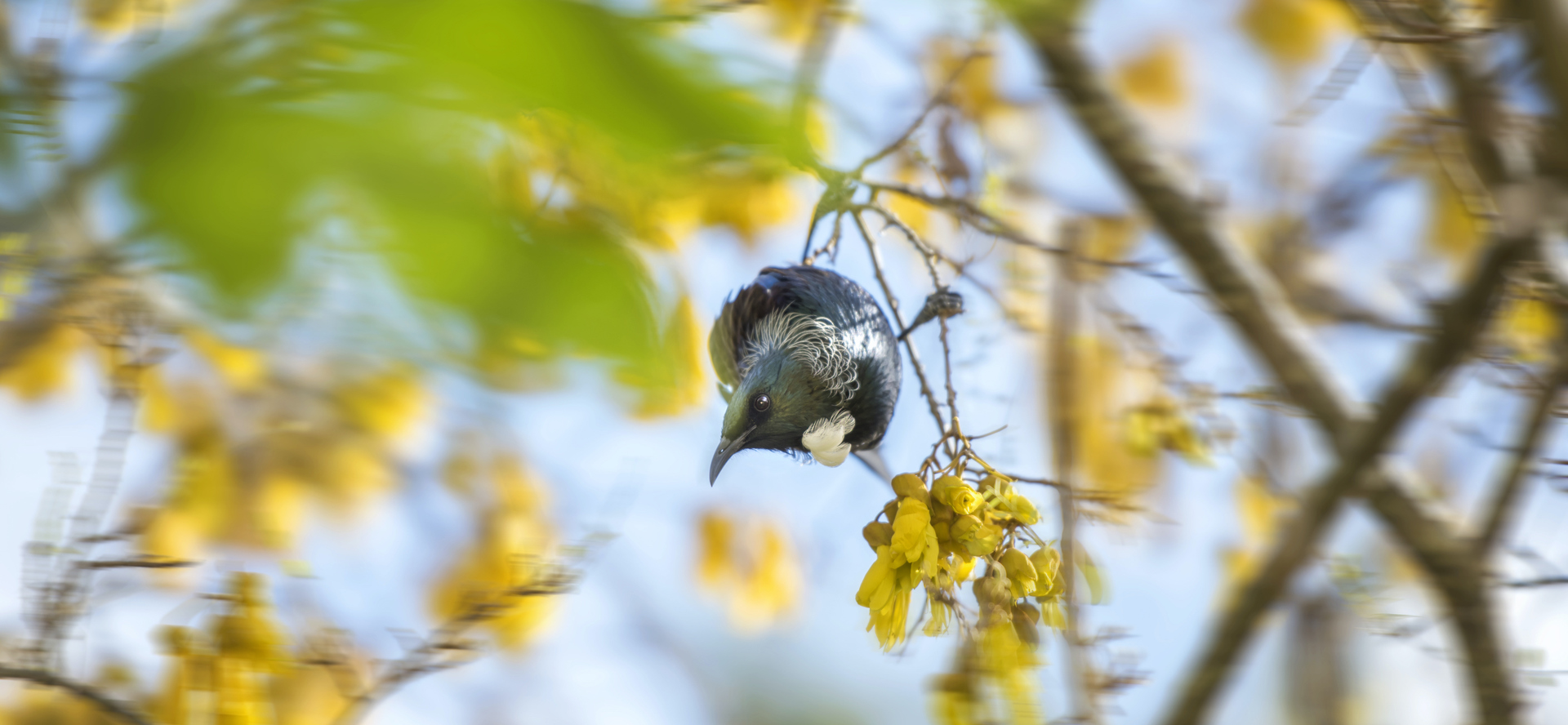 A native tui bird sits in a blooming yellow kōwhai tree in the Marlborough Sounds, New Zealand