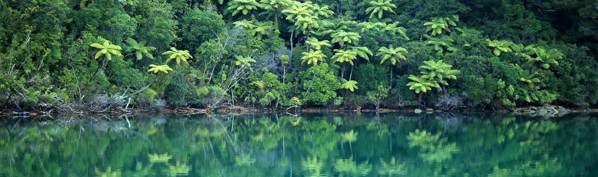 Lush green New Zealand punga tree ferns and bush are reflected in the tranquil blue waters of the Marlborough Sounds, New Zealand.