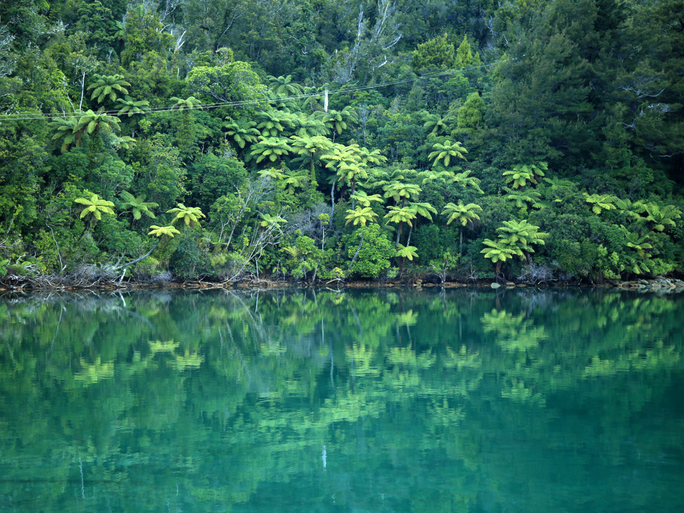 Lush green New Zealand punga tree ferns and bush are reflected in the tranquil blue waters of the Marlborough Sounds, New Zealand.