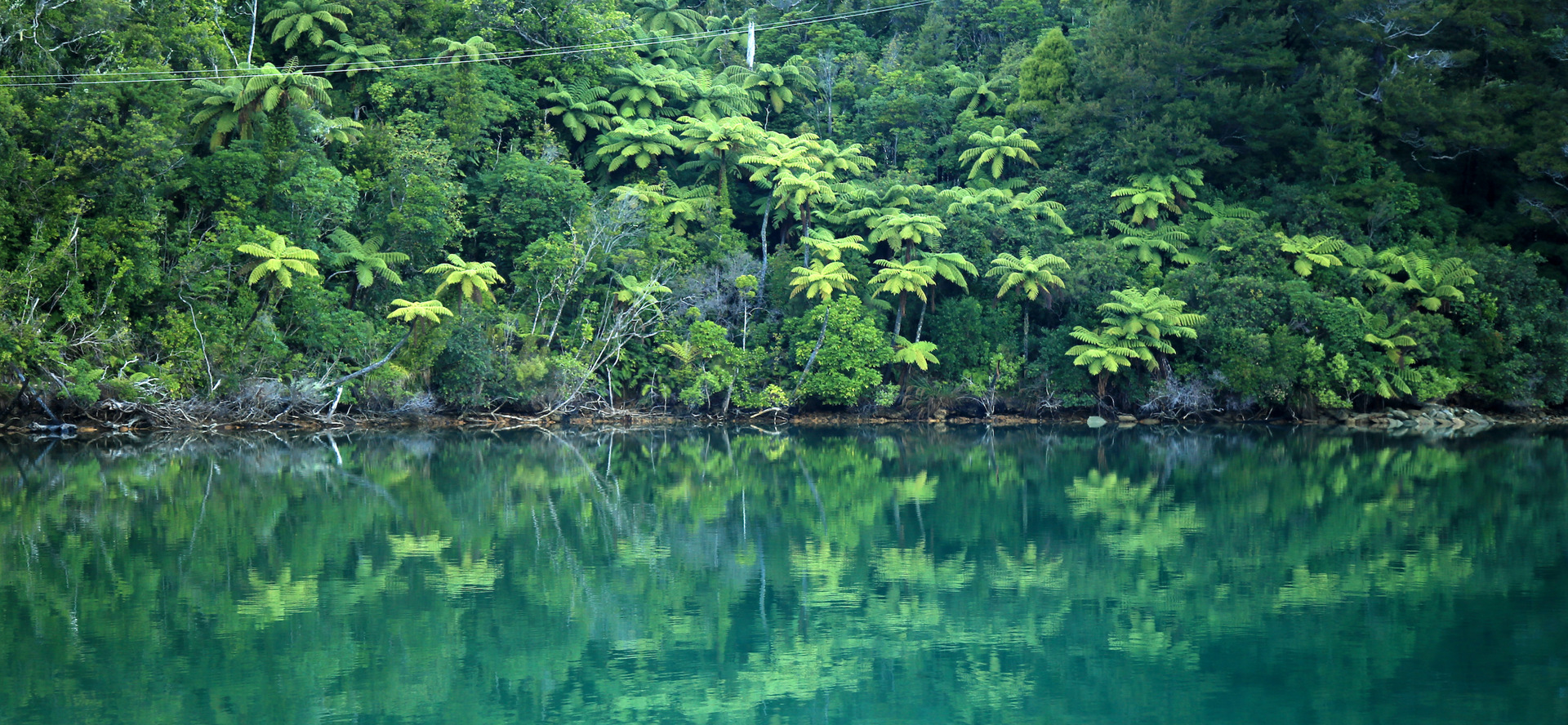 Lush green New Zealand punga tree ferns and bush are reflected in the tranquil blue waters of the Marlborough Sounds, New Zealand.