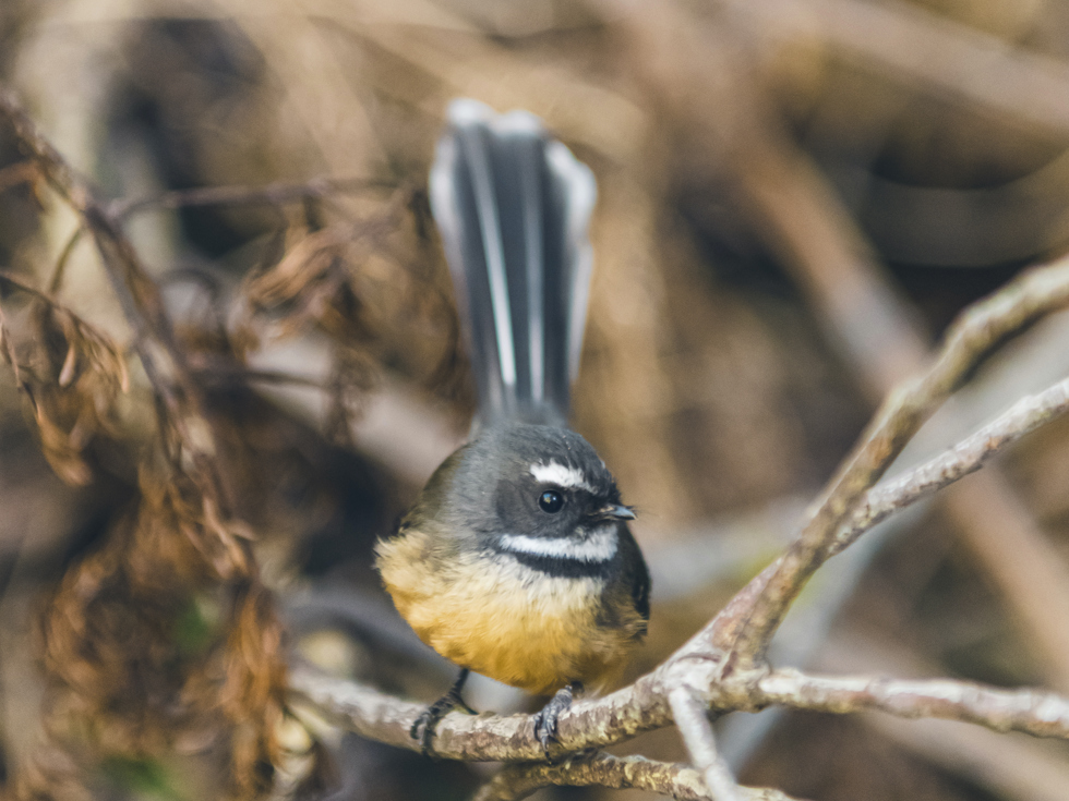 Piwakawaka, or fantail, Marlborough Sounds, New Zealand