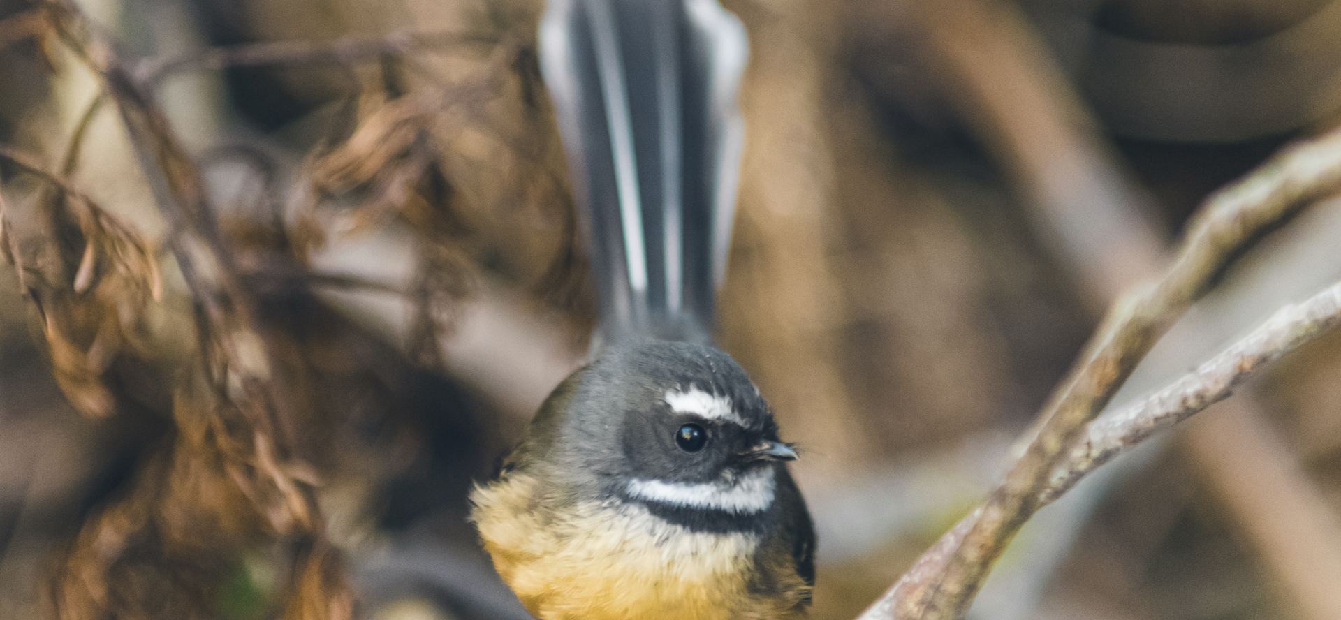 Piwakawaka, or fantail, Marlborough Sounds, New Zealand